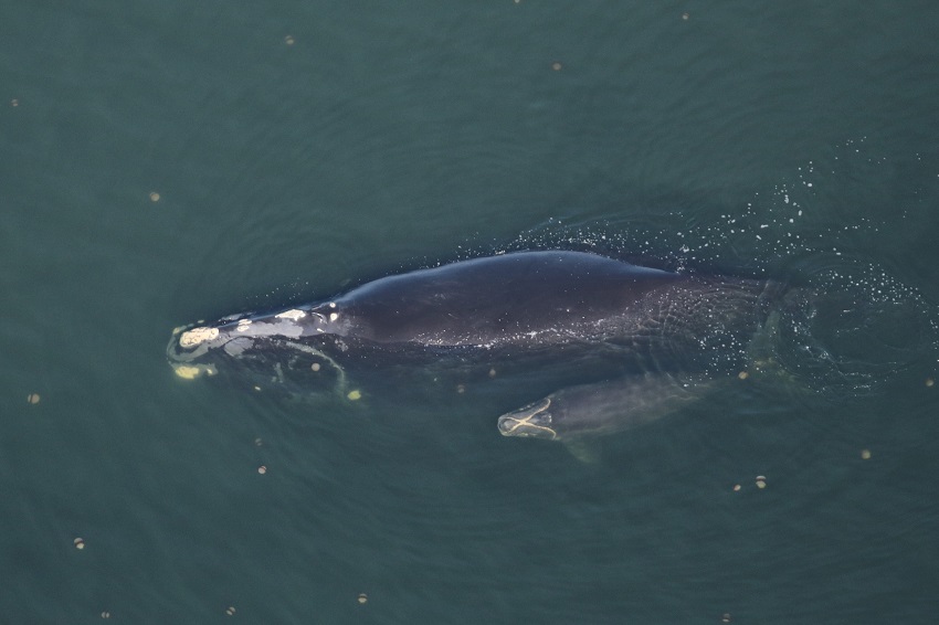 Baleine noire avec veau Clearwater Marine Aquarium Research Institute